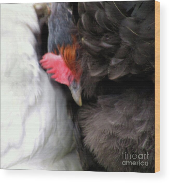 Hens Wood Print featuring the photograph Cosy Time by Kim Tran