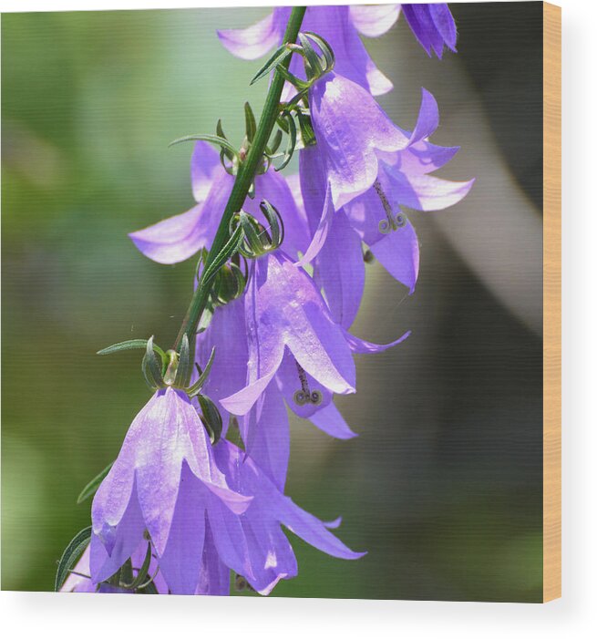 Nature Wood Print featuring the photograph Creeping Bellflower by Lyle Crump