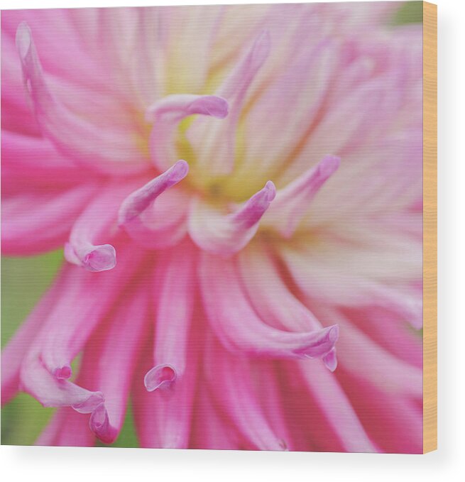 Dahlia Wood Print featuring the photograph Dahlia Fingers by Diane Fifield