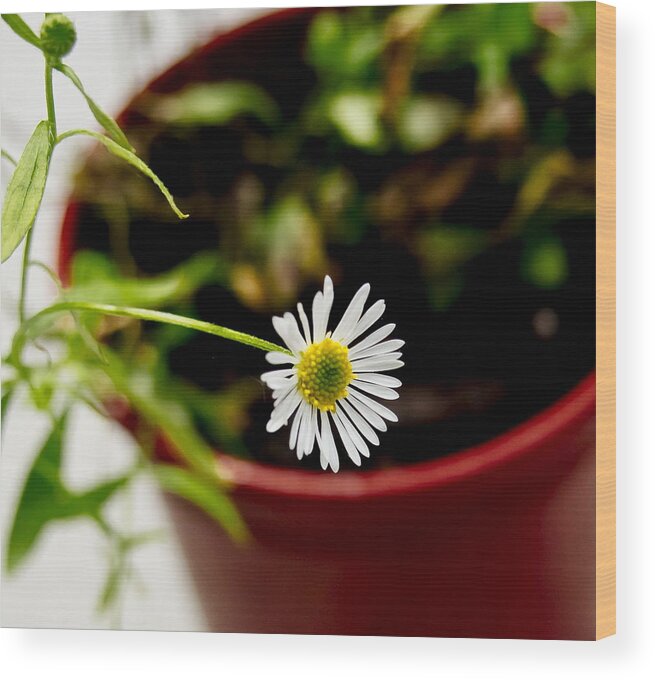 Daisy Wood Print featuring the photograph Daisy or What. by Elena Perelman