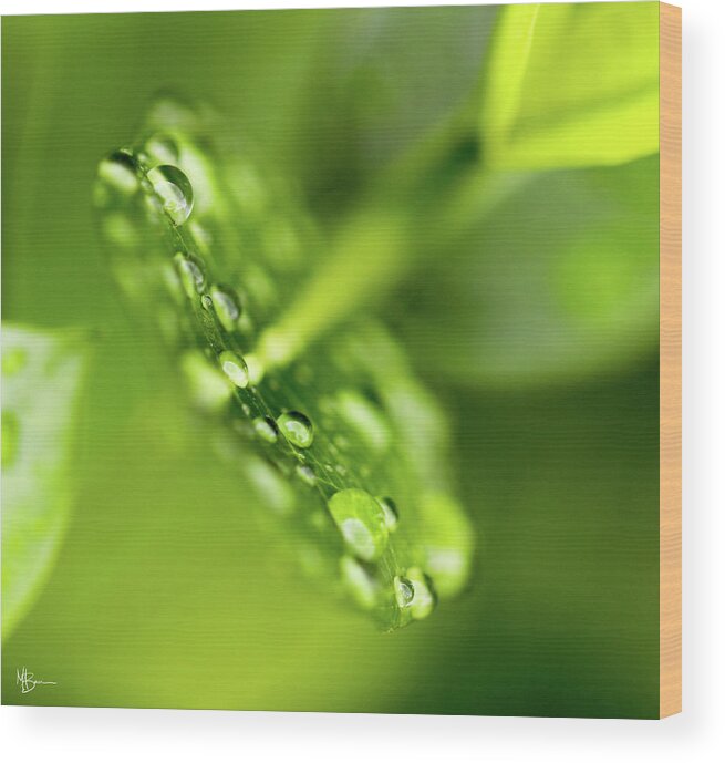 Raindrops Wood Print featuring the photograph Droplets by Mary Anne Delgado