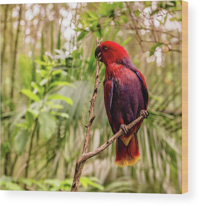 Parrot Wood Print featuring the photograph Eclectus At The Zoo by Cynthia Wolfe