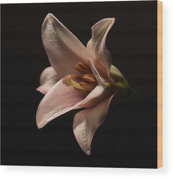 Lilly Wood Print featuring the photograph Emerging Lilly by Len Romanick