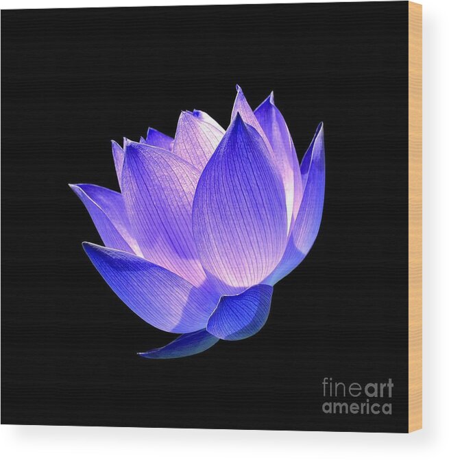 Flower Wood Print featuring the photograph Enlightened by Jacky Gerritsen