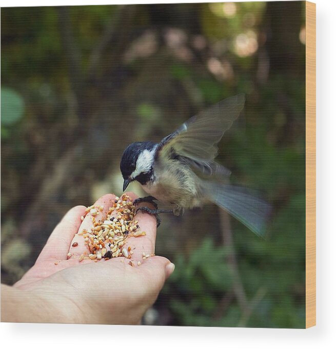 Bird Wood Print featuring the photograph Feeding bird from my hand by Lilia S