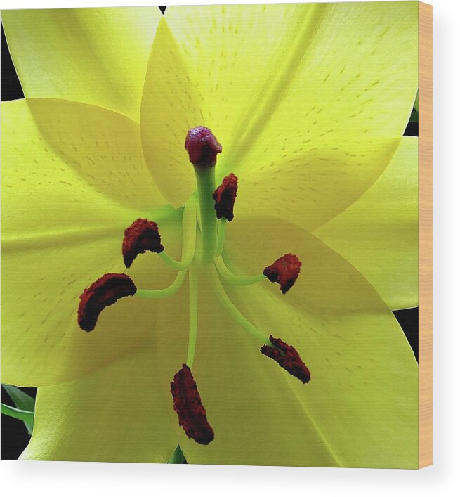 Flower Wood Print featuring the photograph Glowing Lily by Linda Stern