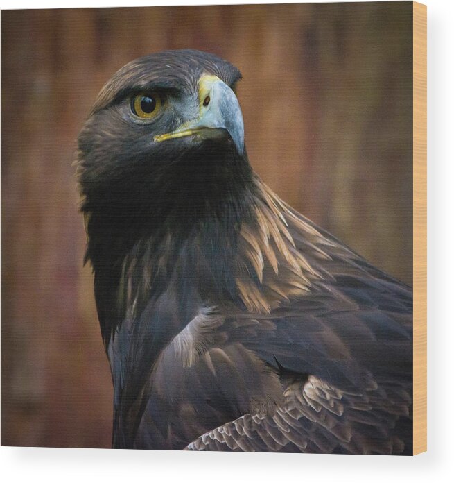 Eagle Wood Print featuring the photograph Golden Eagle 4 by Jason Brooks