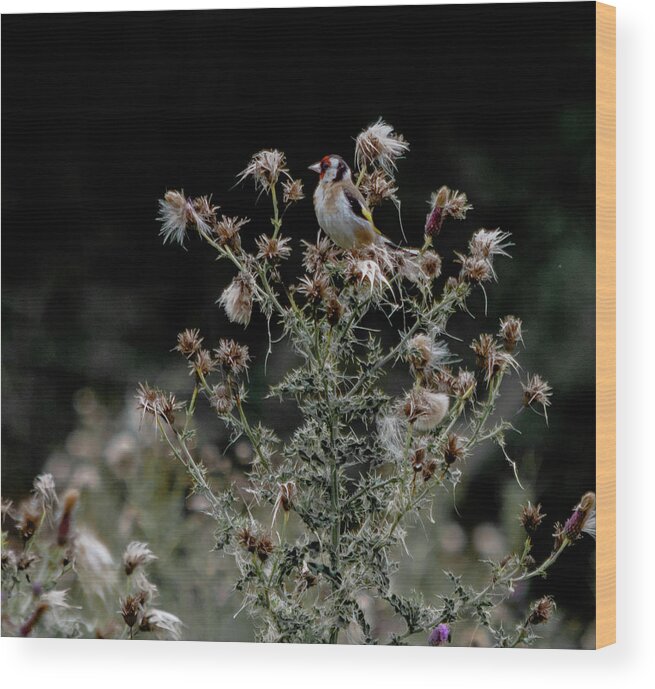 American Wood Print featuring the photograph Goldfinch sitting on a thistle by Scott Lyons