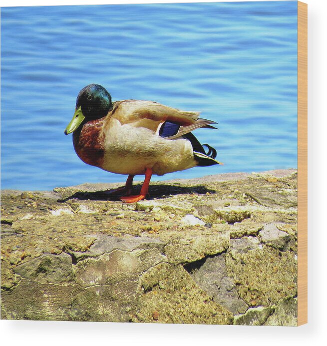 Mallard Wood Print featuring the photograph Green Bill Mallard by Linda Stern