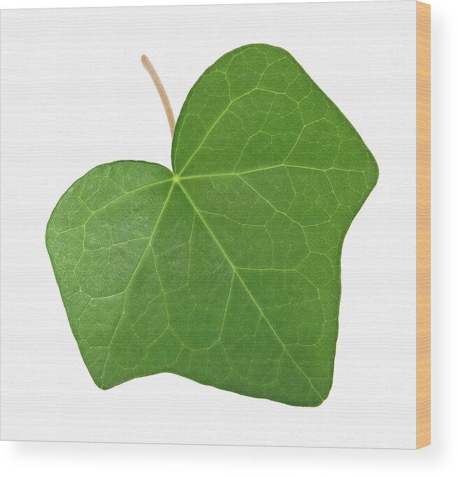 Leaf Wood Print featuring the photograph Green ivy leaf by GoodMood Art