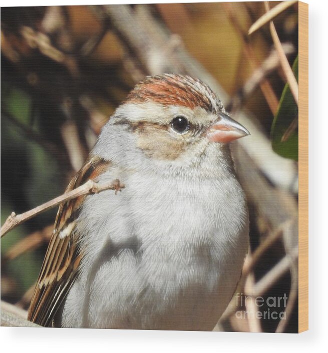 Bird Wood Print featuring the photograph Eyes On The Sparrow by Jan Gelders