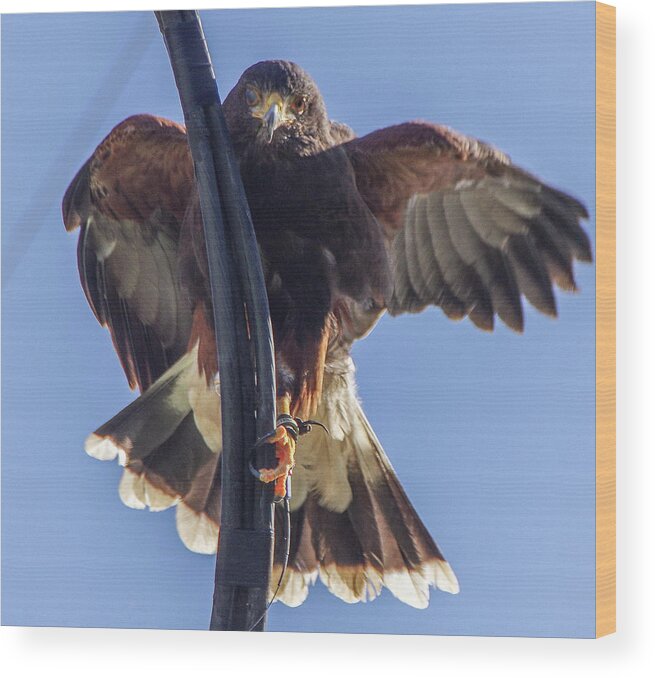 Ramona Wood Print featuring the photograph Hawk Watch 6 by Phyllis Spoor