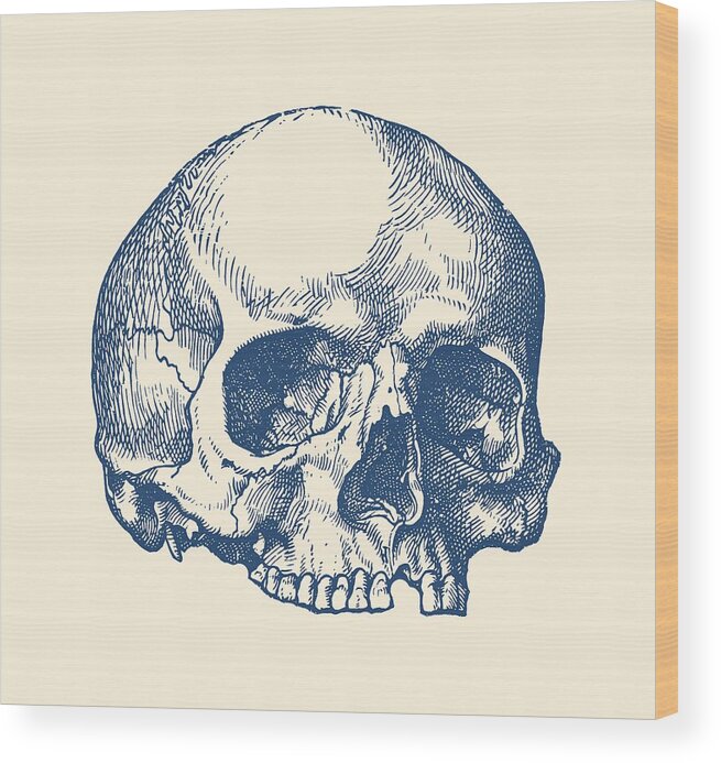 Human Skull - No Jaw - Simple View Wood Print by Vintage Anatomy Prints -  Fine Art America