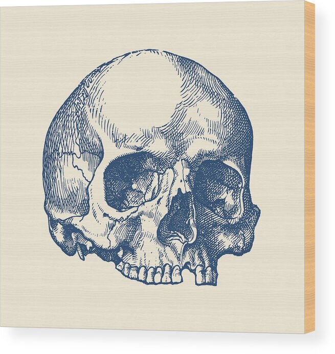 Skull Wood Print featuring the drawing Human Skull - No Jaw - Simple View by Vintage Anatomy Prints