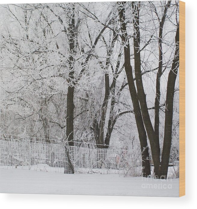 Trees Wood Print featuring the photograph Ice Anyone by Marsha Heiken
