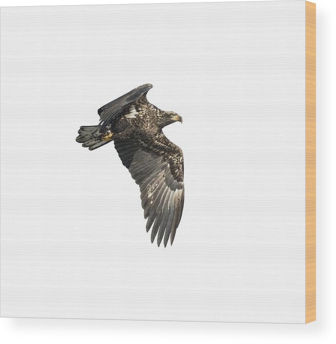 American Bald Eagle Wood Print featuring the photograph Isolated Eagle 2017-2 by Thomas Young