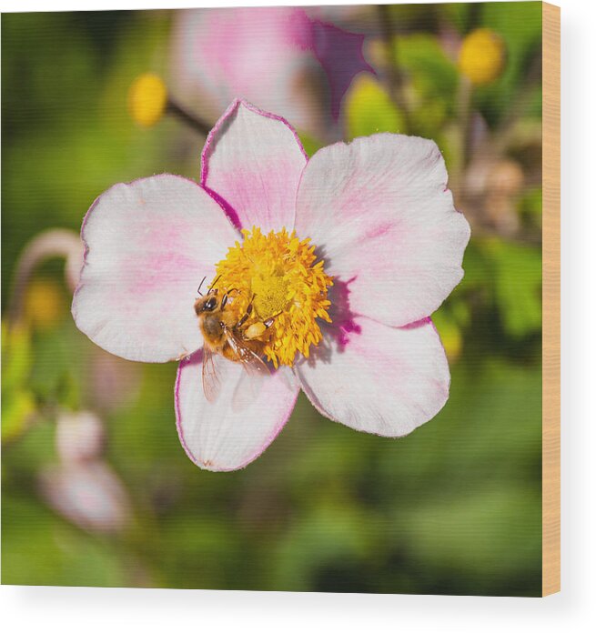 Flower Wood Print featuring the photograph Just A Little Sip. by Charles McCleanon