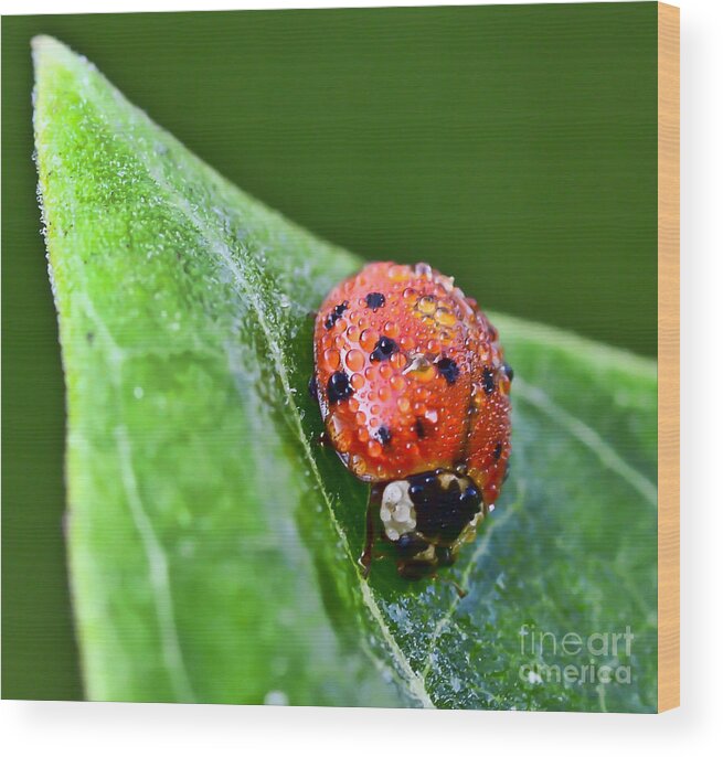 Ladybug Wood Print featuring the photograph Ladybug with Dew Drops by Kerri Farley