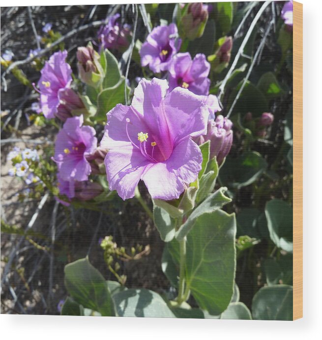 Wildflowers Wood Print featuring the photograph Lavender Splendor by Joel Deutsch
