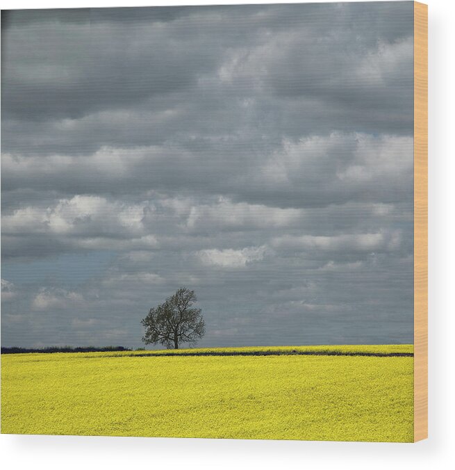 Canola Wood Print featuring the photograph Lone Tree by Elvira Butler