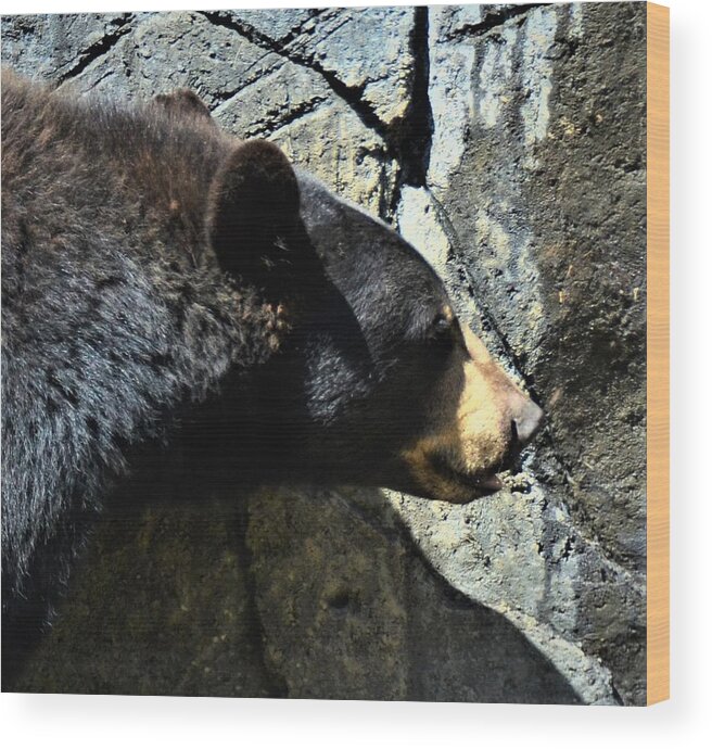 Bear Wood Print featuring the photograph Lumbering Bear by Chuck Brown