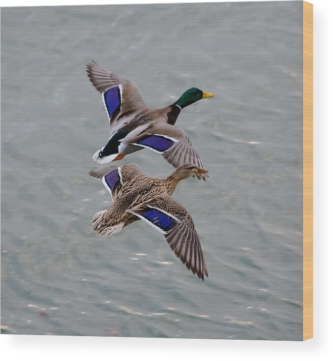 Mallards Wood Print featuring the photograph Mallards in Flight by Holden The Moment