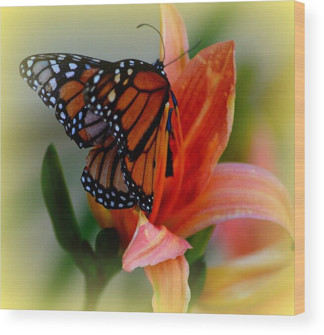 Tiger Lilly Wood Print featuring the photograph Mingle With A Monarch by Kimberly Woyak