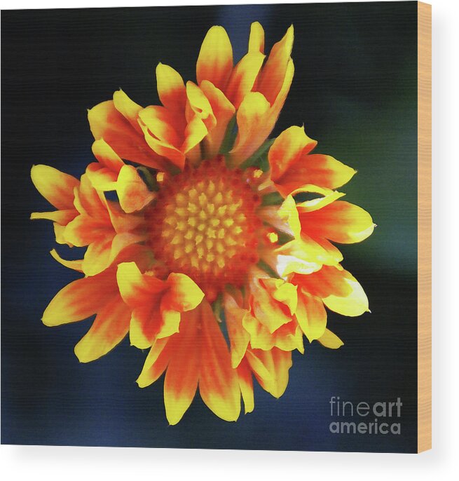 Flower Wood Print featuring the photograph My Sunrise and You by Linda Shafer