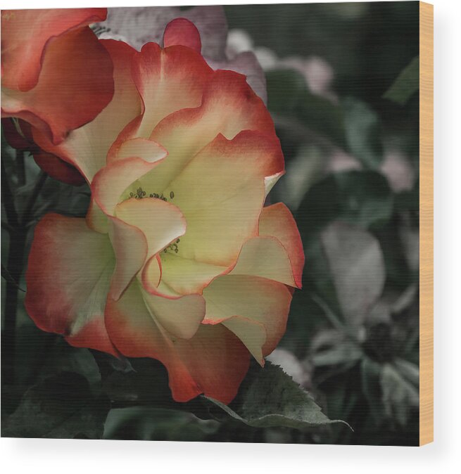 Garden Wood Print featuring the photograph Mysterious Rose by Jean Noren