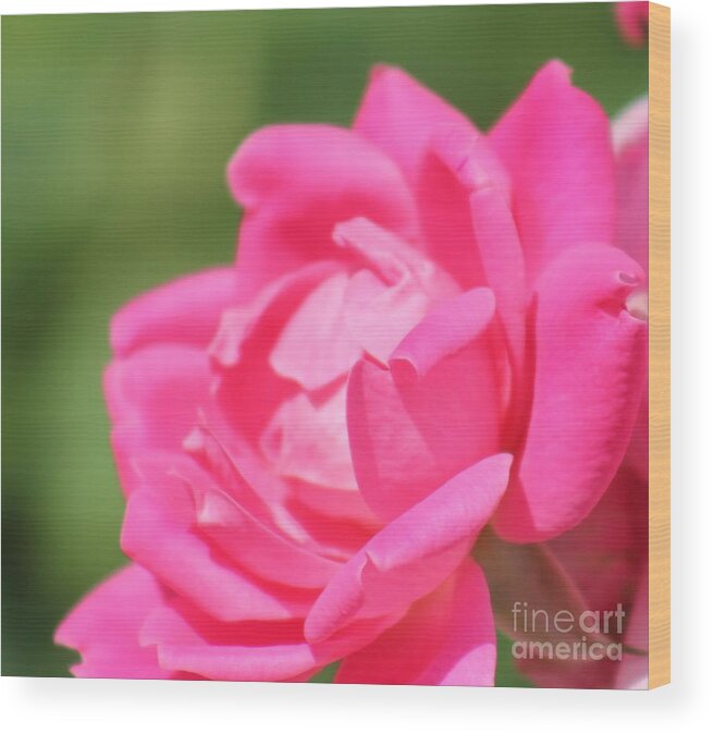 Pink Wood Print featuring the photograph Nature's Beauty 3 by Deena Withycombe