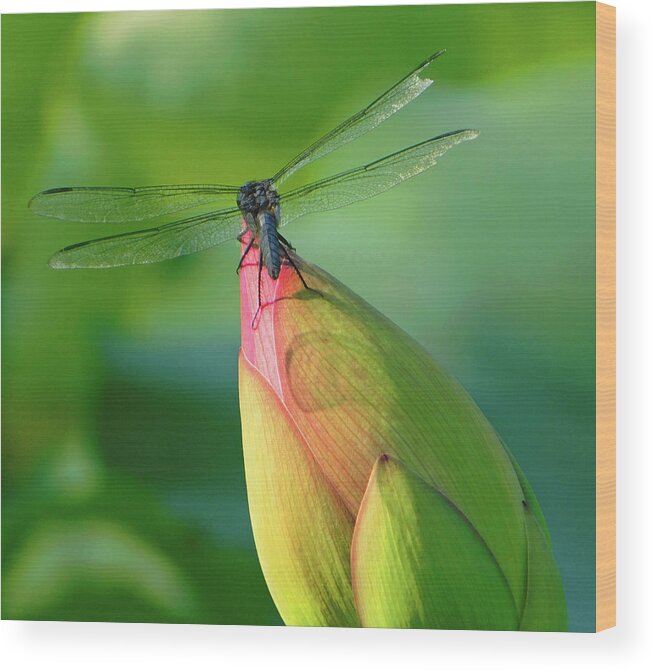 Lotus Bud Wood Print featuring the photograph On The Tip Of My World by Emmy Marie Vickers