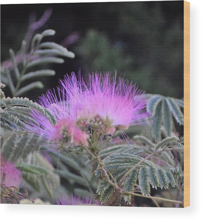 Flowers Wood Print featuring the photograph One Last Mimosa for the Summer by John Glass