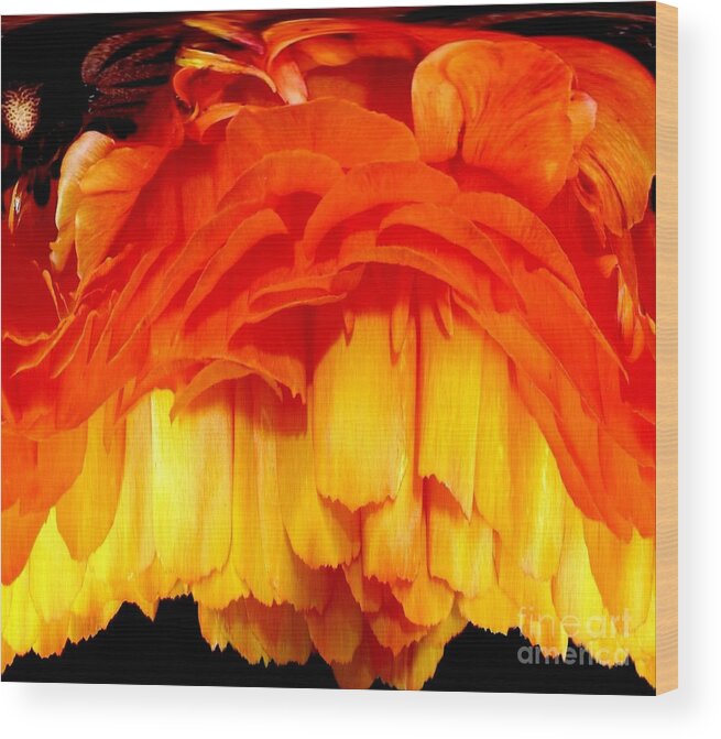 Ranunculus Wood Print featuring the photograph Orange Ranunculus Polar Coordinate by Rose Santuci-Sofranko