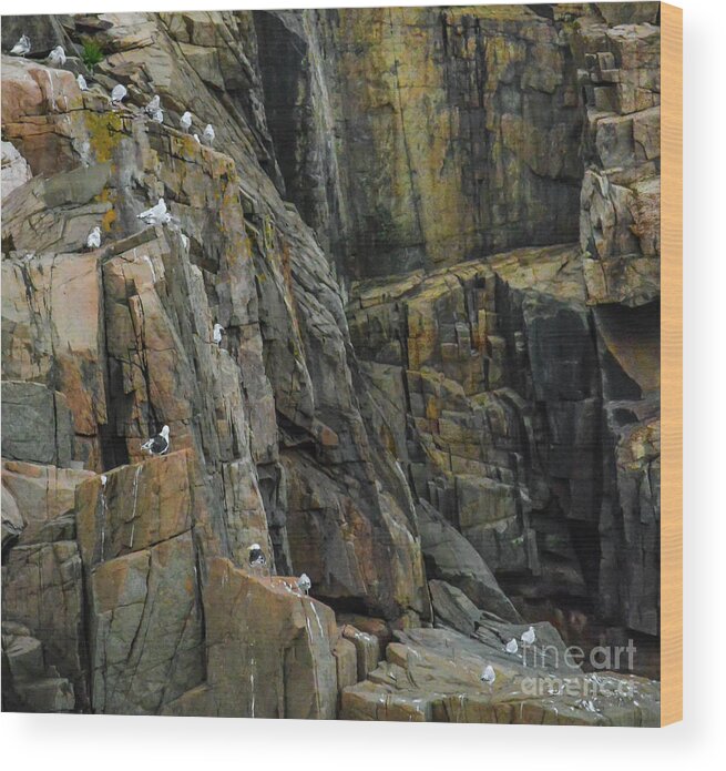 Gulls Wood Print featuring the photograph Otter Cliff Gulls by Barry Bohn