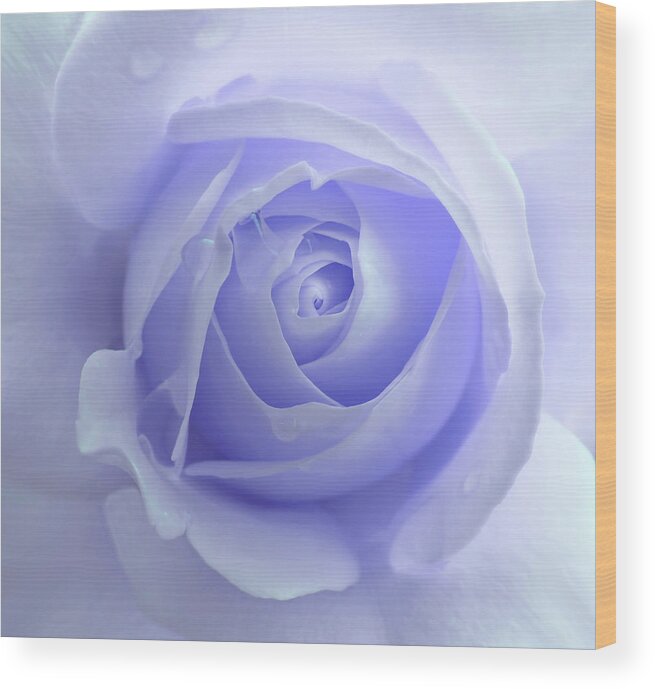 Rose Wood Print featuring the photograph Pastel Purple Rose Flower by Jennie Marie Schell