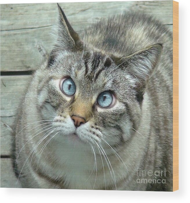 Cat Wood Print featuring the photograph Pet Portrait - Lily the Cat Four by Laura Wong-Rose