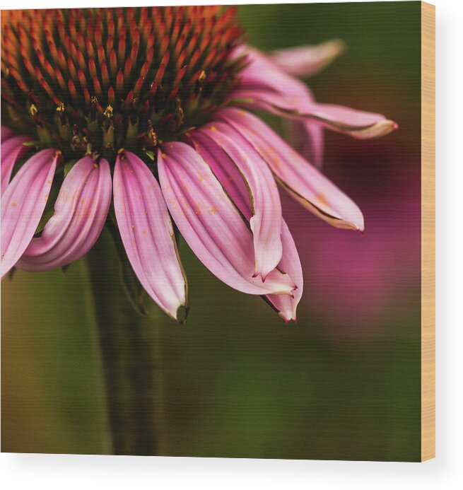 Trio Of Echinacea. Jean Noren Wood Print featuring the photograph Petals Crossed by Jean Noren