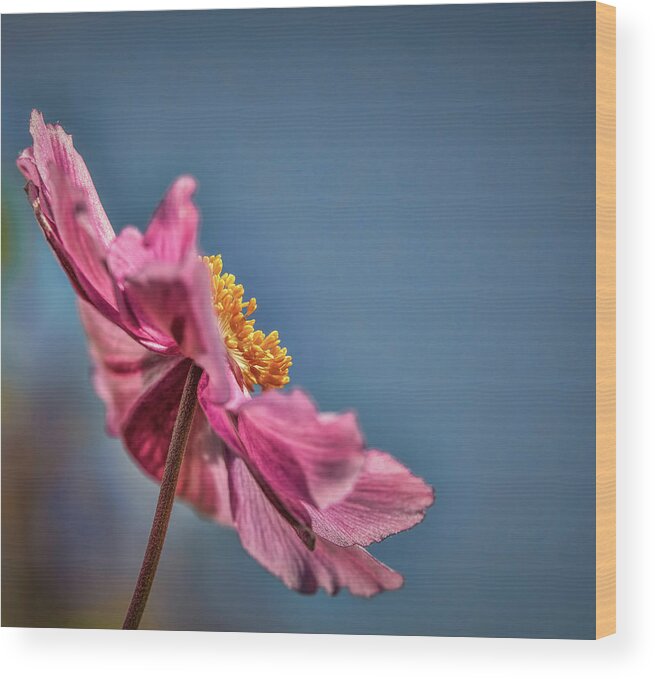 Pink And Yellow Profile Wood Print featuring the photograph Pink And Yellow Profile #h8 by Leif Sohlman