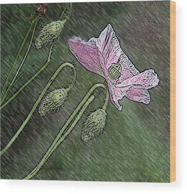 Butterfly Wood Print featuring the photograph Pink Umbrella by Leticia Latocki