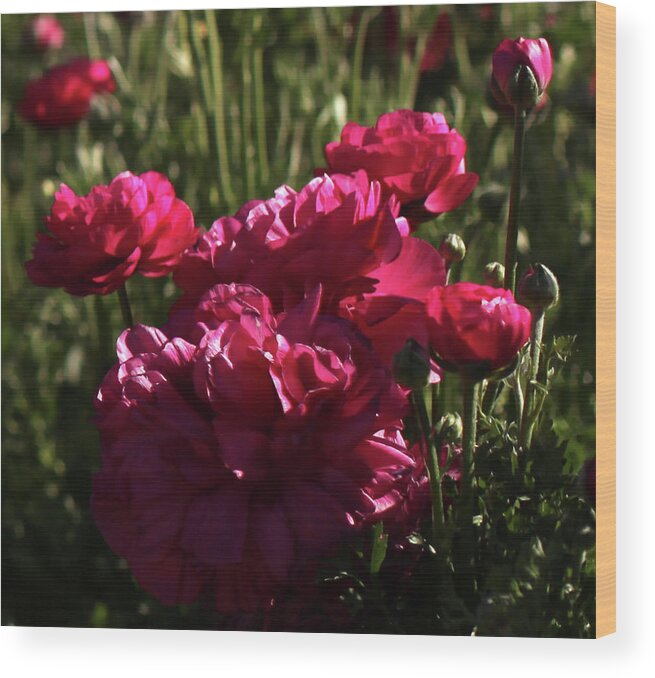 Flowers Wood Print featuring the painting Ranunculus by Portraits By NC