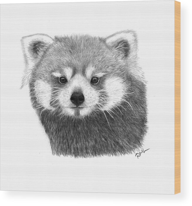 Baby Panda Drawing Picture - Drawing Skill