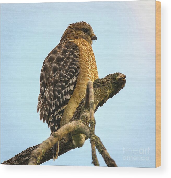 Nature Wood Print featuring the photograph Red-Shouldered Hawk - Buteo Lineatus by DB Hayes