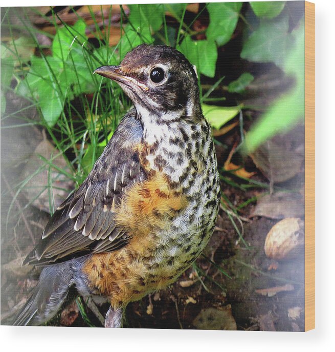 Robin Wood Print featuring the photograph Rockin' Robin with Peanut by Linda Stern