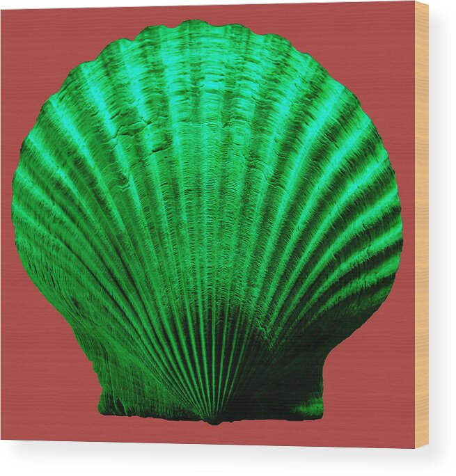 Sea Wood Print featuring the photograph Sea Shell-Green-red by WAZgriffin Digital