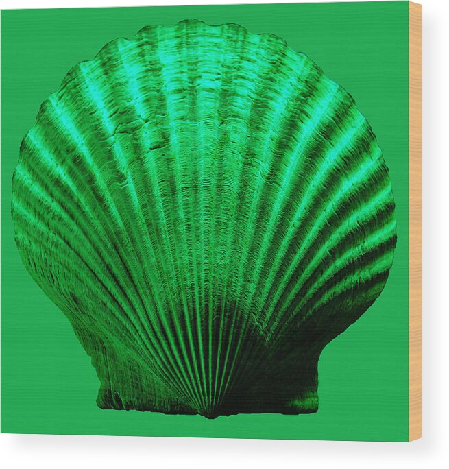 Sea Wood Print featuring the photograph Sea Shell -Green by WAZgriffin Digital