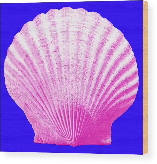 Sea Wood Print featuring the photograph Sea Shell- pink on blue by WAZgriffin Digital