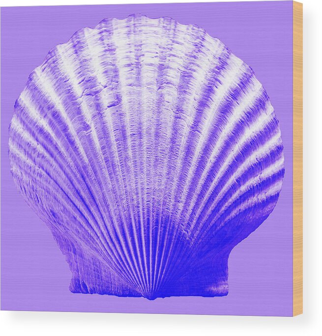 Sea Wood Print featuring the photograph Sea Shell-purple by WAZgriffin Digital