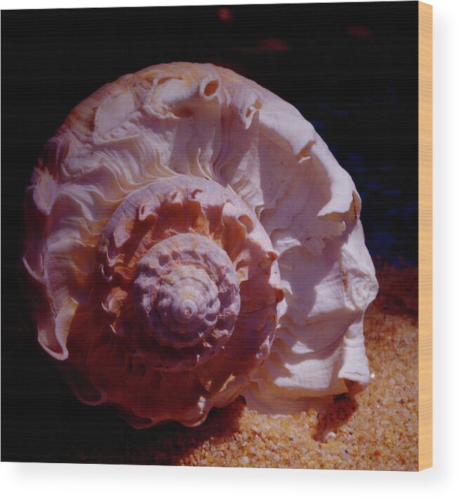 Shell Wood Print featuring the photograph Sea Treasure by Bess Carter