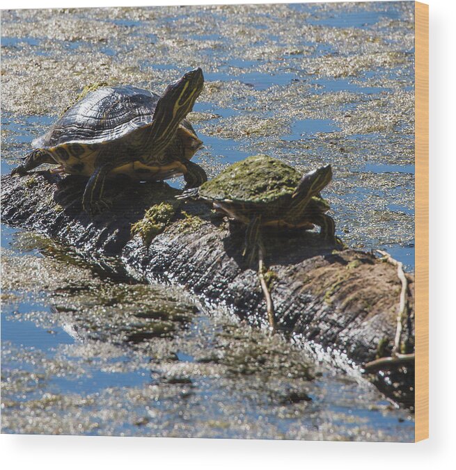 Slider Wood Print featuring the photograph Sliders On A Log by Richard Goldman