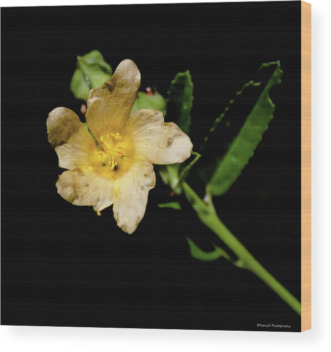 Solo Flower Wood Print featuring the photograph Solo by Debra Forand